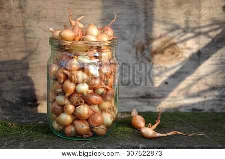 Small Planting Onion Sets In A Can Before Planting In The Spring.