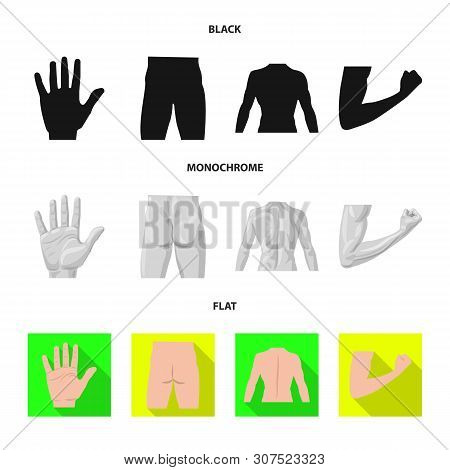 Isolated Object Of Human And Part Icon. Set Of Human And Woman Stock Symbol For Web.