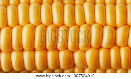 Corn Grains In Close-up Closeup, Rows Of Fresh And Ripe Yellow Corn Kernels, Corn Cob. Close-up Full