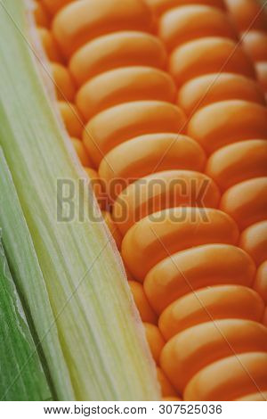 Corn Grains In Close-up Closeup, Rows Of Fresh And Ripe Yellow Corn Kernels, Corn Cob. Close-up Full
