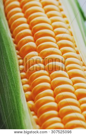 Corn Grains In Close-up Closeup, Rows Of Fresh And Ripe Yellow Corn Kernels, Corn Cob. Close-up Full