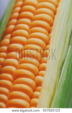 Corn Grains In Close-up Closeup, Rows Of Fresh And Ripe Yellow Corn Kernels, Corn Cob. Close-up Full