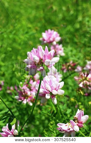 Close-up Of Pink Crown Vetch Blossoms Growing In A Meadow