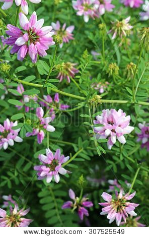 Pink Blooming Crown Vetches In A Meadow