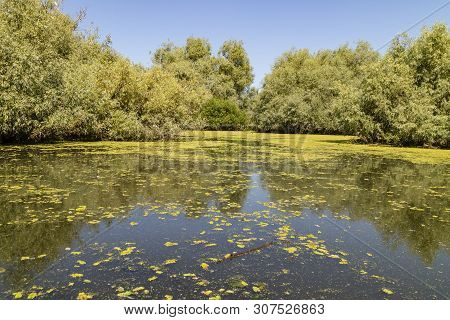 A Typical View Of The Water And Vegetation In The Danube Delta Near Tulcea, Romania