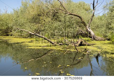 A Typical View Of The Water And Vegetation In The Danube Delta Near Tulcea, Romania