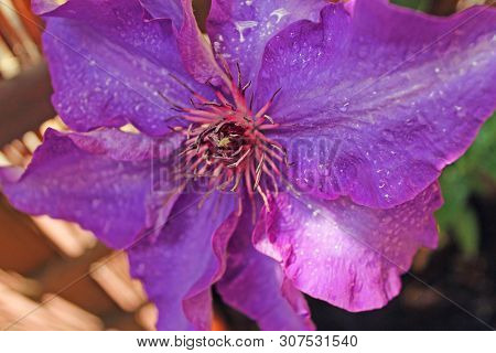 Colorful Flowers Clematis 'jackmanii' At A Garden Close Up.