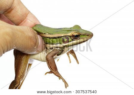 Image Of Paddy Field Green Frog Or Green Paddy Frog (rana Erythraea) On A White Background. Amphibia