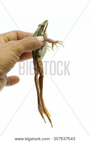 Image Of Paddy Field Green Frog Or Green Paddy Frog (rana Erythraea) On A White Background. Amphibia
