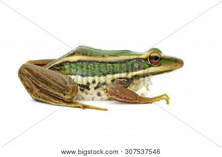 Image Of Paddy Field Green Frog Or Green Paddy Frog (rana Erythraea) On A White Background. Amphibia
