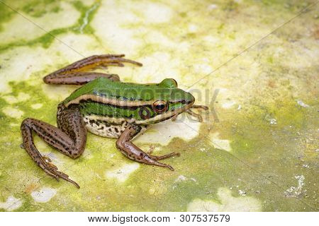 Image Of Paddy Field Green Frog Or Green Paddy Frog (rana Erythraea) On The Floor. Amphibian. Animal