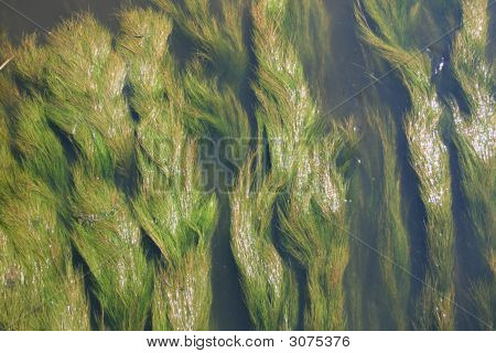 Piante acquatiche