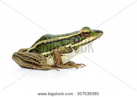 Image Of Paddy Field Green Frog Or Green Paddy Frog (rana Erythraea) On A White Background. Amphibia