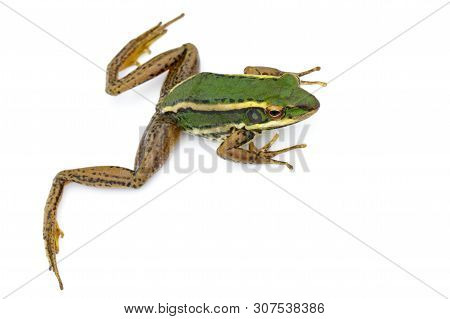 Image Of Paddy Field Green Frog Or Green Paddy Frog (rana Erythraea) On A White Background. Amphibia