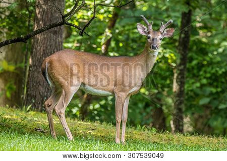 Young Buck Sticking Out His Tongue Posing For The Camera In The Woodlands