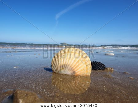 Beau Couple de la mer