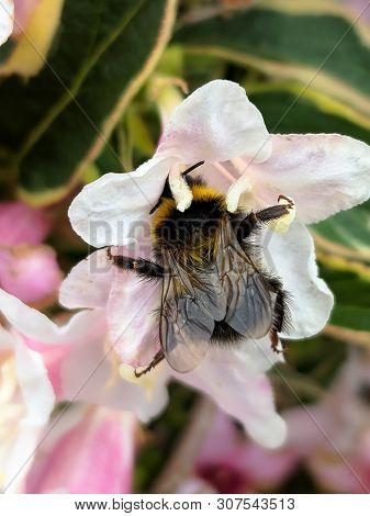Buff Tailed Bumblebee, Bombus Terrestris, Feeding On Pale Pink Weigela Flowers In Great Britain. Top