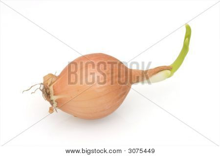 Лук