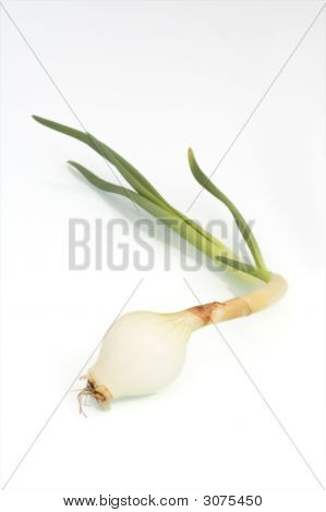 Лук