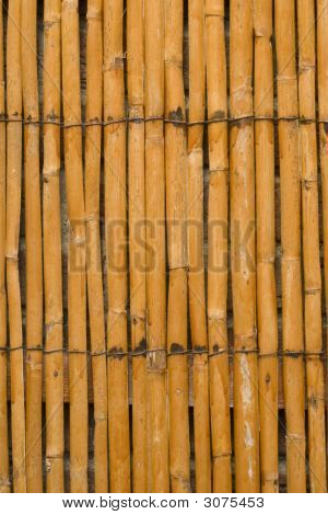 Bamboo Texture