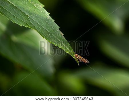 A Japanese Syrphini Hoverfly Rests On The End Of A Broad Leaf In A Japanese Forest.
