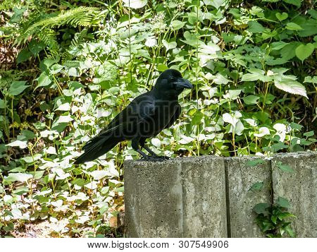 A Large-billed Crow, Corvus Macrorhynchos, Sits On A Concrete Half-wall In A Japanese Park