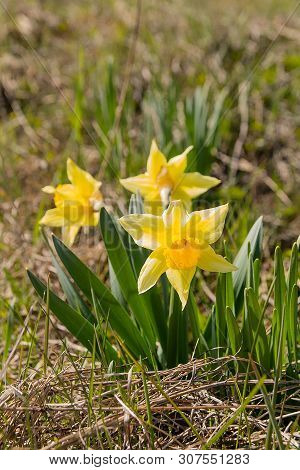 Daffodil (narcissus Jonquilla) On The Meadow In Sunny Day