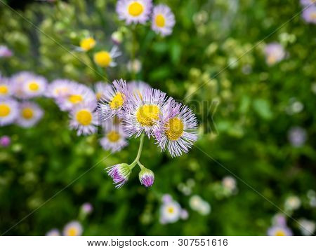 Pink Fleabane Flowers, Erigeron, Blooms Wild Along A Japanese River.