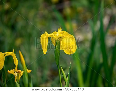A Yellow Iris, Iris Pseudoacorus, Blooms In A Planter Box In A Japanese Park.