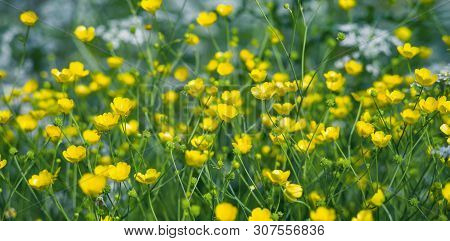 Summer Landscape With Meadow Flowers Buttercups. Closeup Of Buttercups. Summer Floral Background.