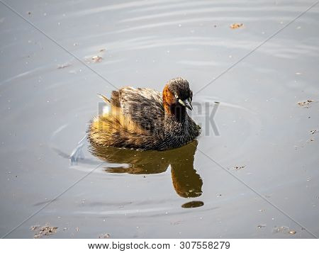 A Little Grebe, Tachybaptus Ruficollis, Swims Through A Shallow Pond In A Japanese Park.