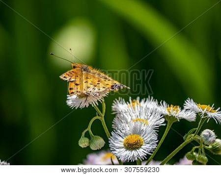 A Tropical Fritillary Butterly, Argynnis Hyperbius, Rests On Small White Daisies In A Japanese Park.
