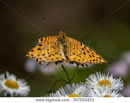 A Tropical Fritillary Butterly, Argynnis Hyperbius, Rests On Small White Daisies In A Japanese Park.