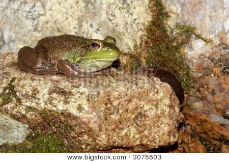 Grüne Frosch (Rana Clamitans)