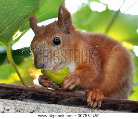 The Red Squirrel Sits On A Fence In The Summer, Holds In Paws And Eats A Piece Of A Juicy Pear, Agai