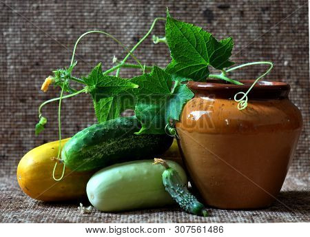 Still Life With Cucumbers Next To A Ceramic Vessel. Evolution: Sprout, Flower, Small Cucumber, Ripe 
