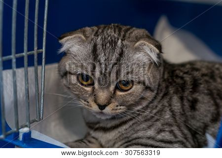 Scottish Fold Cat Breed In The Cage At The Veterinary Clinic After Surgery, Recovering From Anesthes