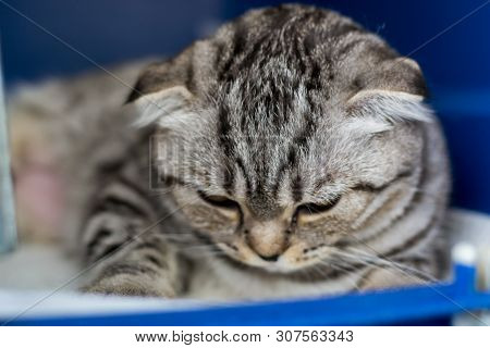 Scottish Fold Cat Breed In The Cage At The Veterinary Clinic After Surgery, Recovering From Anesthes