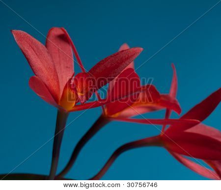 Orquídea roja