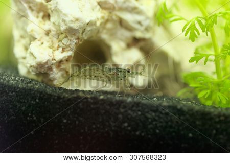 Amano Shrimp, Caridina Multidentata