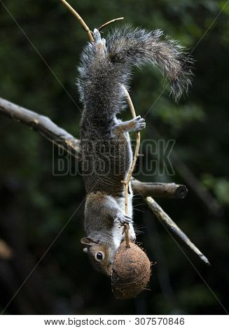 A Grey Squirrel In The Local Woodland Area
