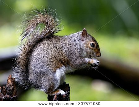 A Grey Squirrel In The Local Woodland Area