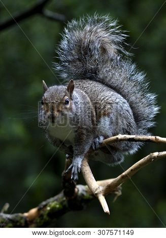 A Grey Squirrel In The Local Woodland Area