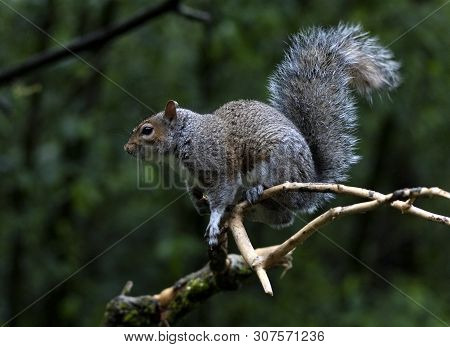 A Grey Squirrel In The Local Woodland Area