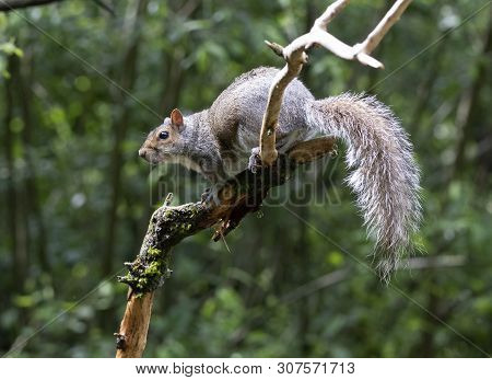 A Grey Squirrel In The Local Woodland Area
