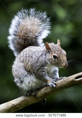 A Grey Squirrel In The Local Woodland Area