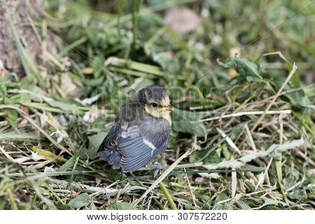 Young Eurasian Blue Tit, Cyanistes Caeruleus