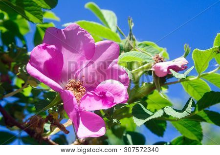 Rose Hip Flower In The Garden Against The Blue Sky.