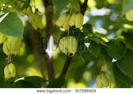 Green Fruits Of A European Bladdernut, Staphylea Pinnata.