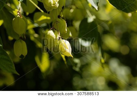 Green Fruits Of A European Bladdernut, Staphylea Pinnata.